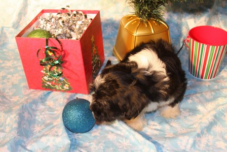 havanese-puppies